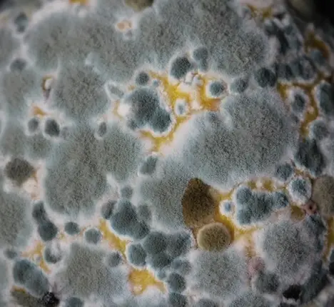 Mold Remidiation at CTR Spokane